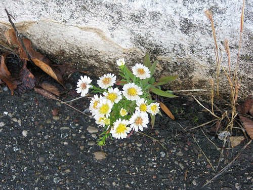 flowers_in_concrete_2.jpg
