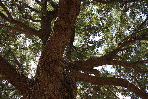 oaktrees.jpg