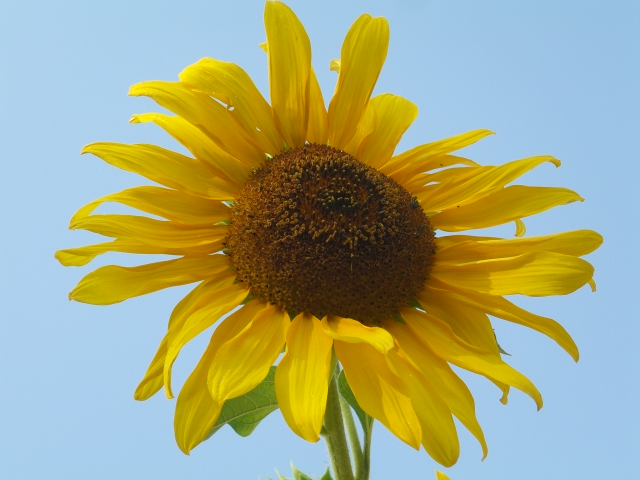 sunflower_1.jpg
