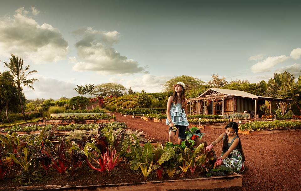 the Upcountry Farm allows members to plunge their hands into the stunning red earth