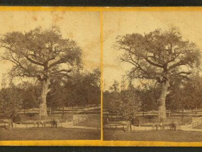 Old Elm Tree on Boston Common as an example of street trees
