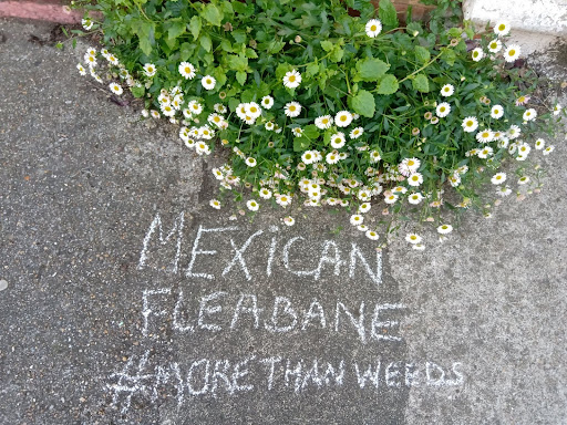 More than weeds: A member of Sauvages de ma rue identifies a patch of Mexican fleabane on a sidewalk. Credit: Sauvages de ma rue